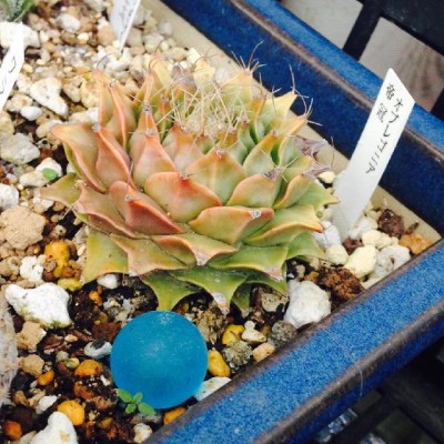 【大株】オブレゴニア帝冠 デニグリー spicy gem オブレゴニア デニグリー 帝冠錦 実生 斑入り Obregonia