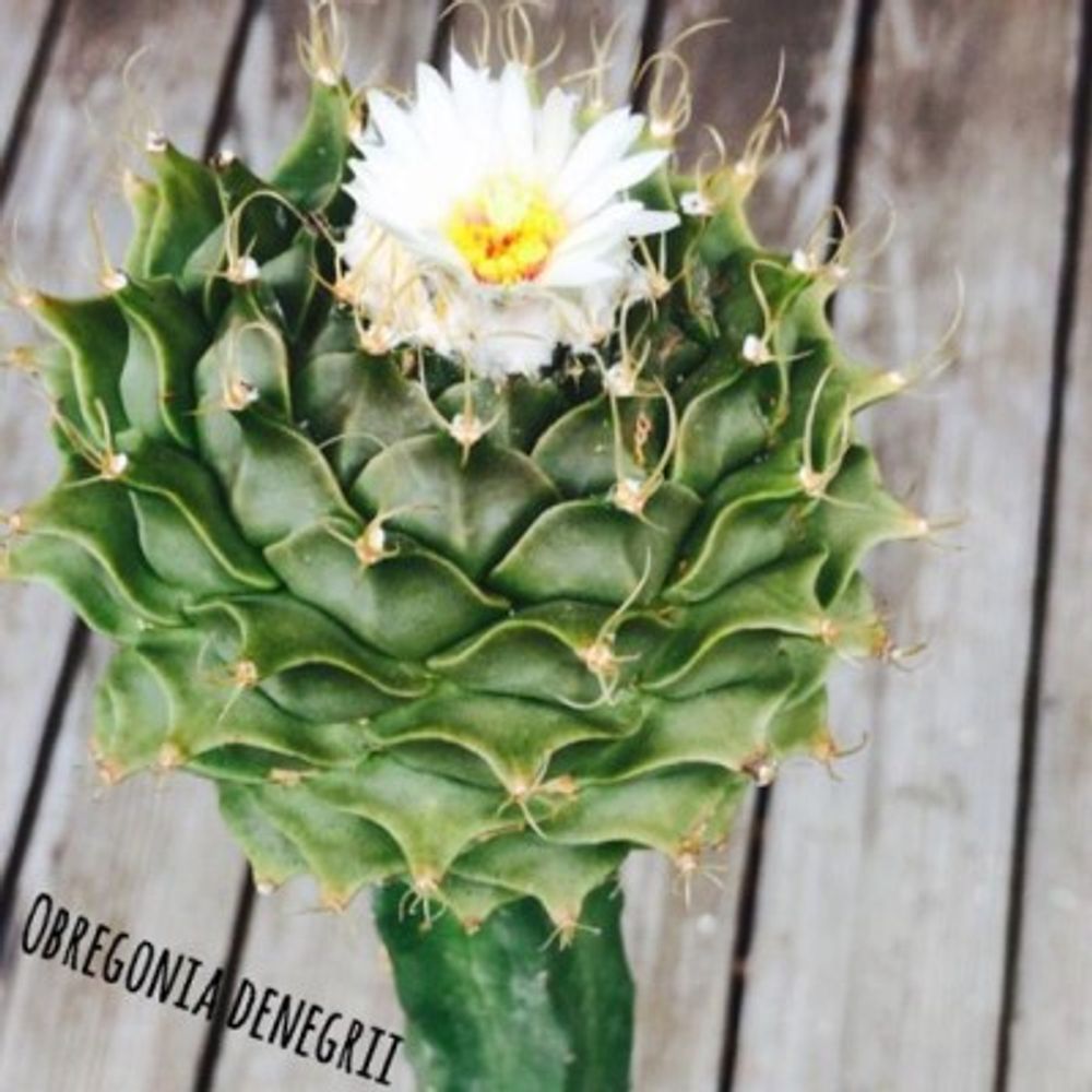 帝冠の画像 by Tsuyoshi@nitorojunkfactoryさん｜自慢の多肉植物コンテストとTGTG315 (2015月8月20日)｜みどりでつながる?GreenSnap