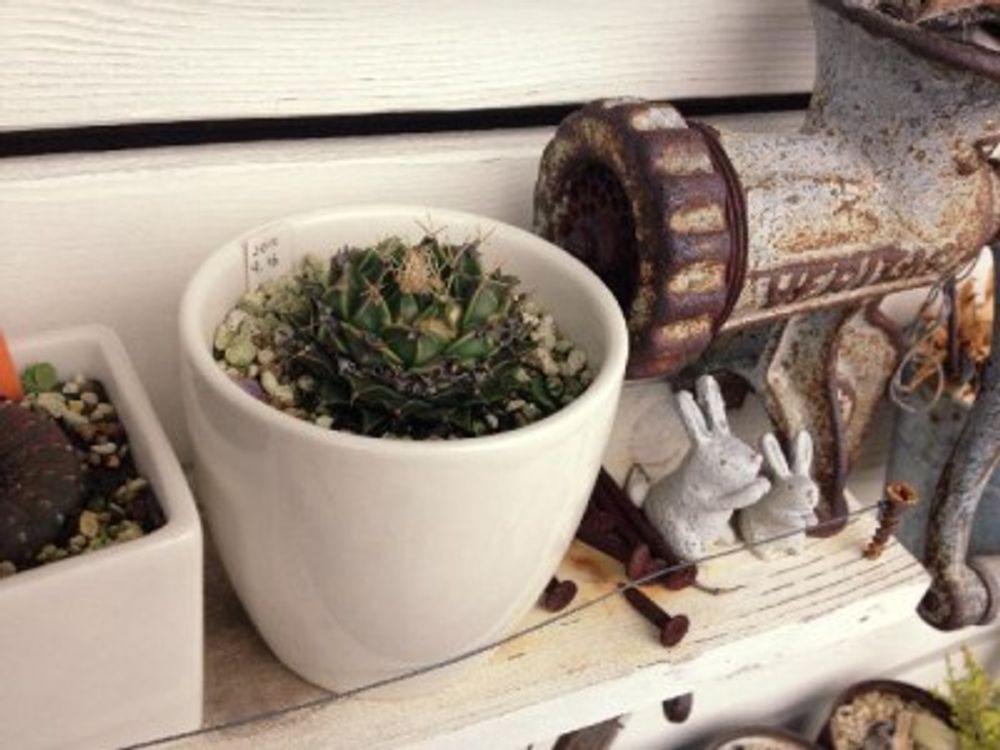 帝冠の画像 by サボテンマンさん｜成長記録 (2015月8月30日)｜みどりでつながる?GreenSnap