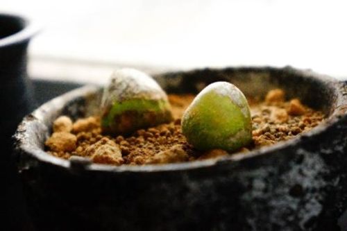 まるで宝石 透明な窓を持つ植物を集めてみました Greensnap グリーンスナップ