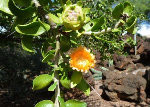 サボテンには 知恵 がたっぷり詰まってる サボテンの形態４分類 Greensnap グリーンスナップ