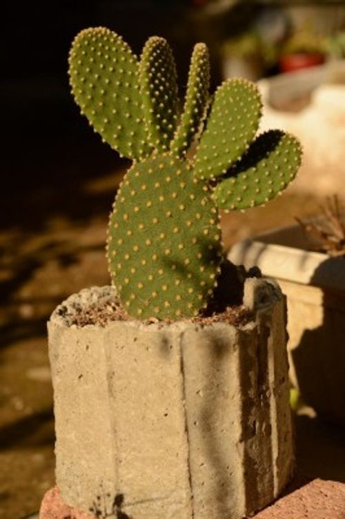 サボテンには 知恵 がたっぷり詰まってる サボテンの形態４分類 Greensnap グリーンスナップ