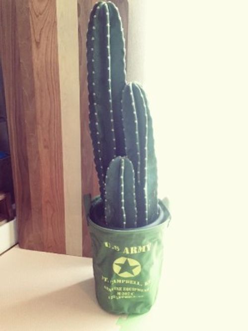 サボテンには 知恵 がたっぷり詰まってる サボテンの形態４分類 Greensnap グリーンスナップ