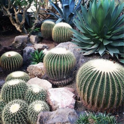 サボテンには 知恵 がたっぷり詰まってる サボテンの形態４分類 Greensnap グリーンスナップ