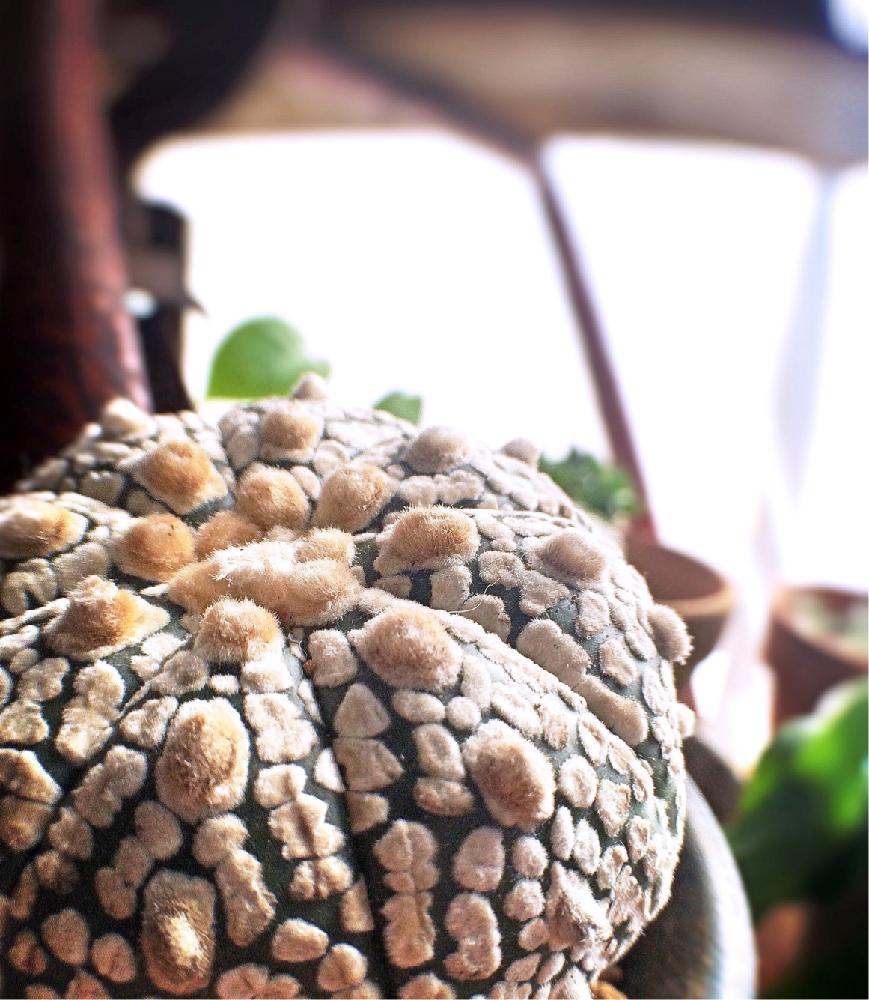 球形サボテン 聖新陶芸 育てるカプセル サボテン GREEN CAPSULE 1個 : おしゃれ雑貨