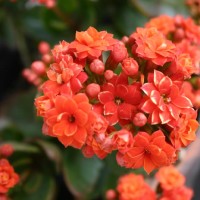 毎年美しいカランコエを！植え替えの方法の画像