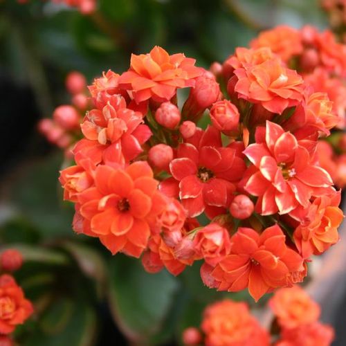 毎年美しいカランコエを 植え替えの方法 Greensnap グリーンスナップ