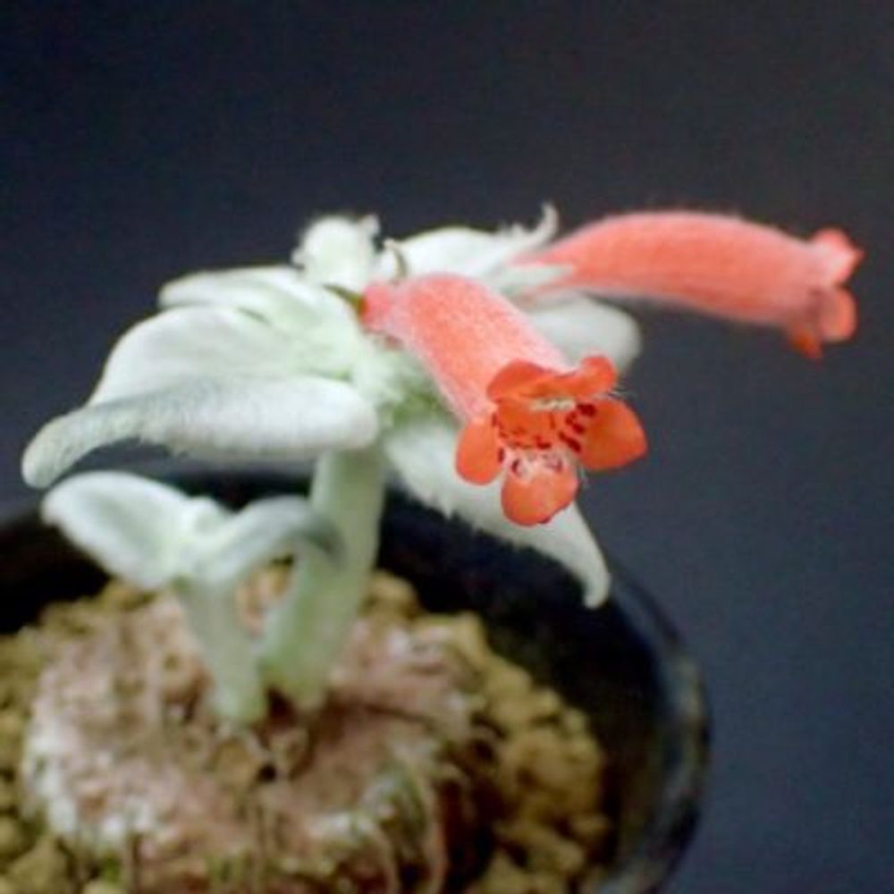 1461044144408_thum_tmp