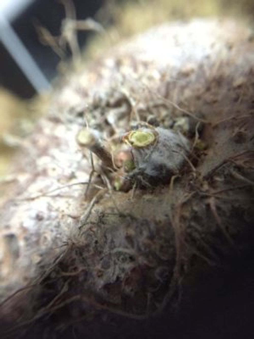 断崖の女王の画像 by にくにくみっさんさん｜珍奇植物と多肉植物と塊根植物と成長記録 (2015月12月8日)｜みどりでつながる?GreenSnap