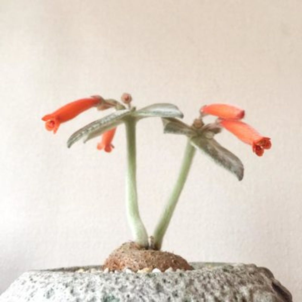 断崖の女王の画像 by りとたろうさん｜多肉植物とボタニカルライフとコーデックスと植中毒と塊根植物と珍奇植物とビザールプランツと俺の多肉植物 (2016月4月18日)｜みどりでつながる?GreenSnap