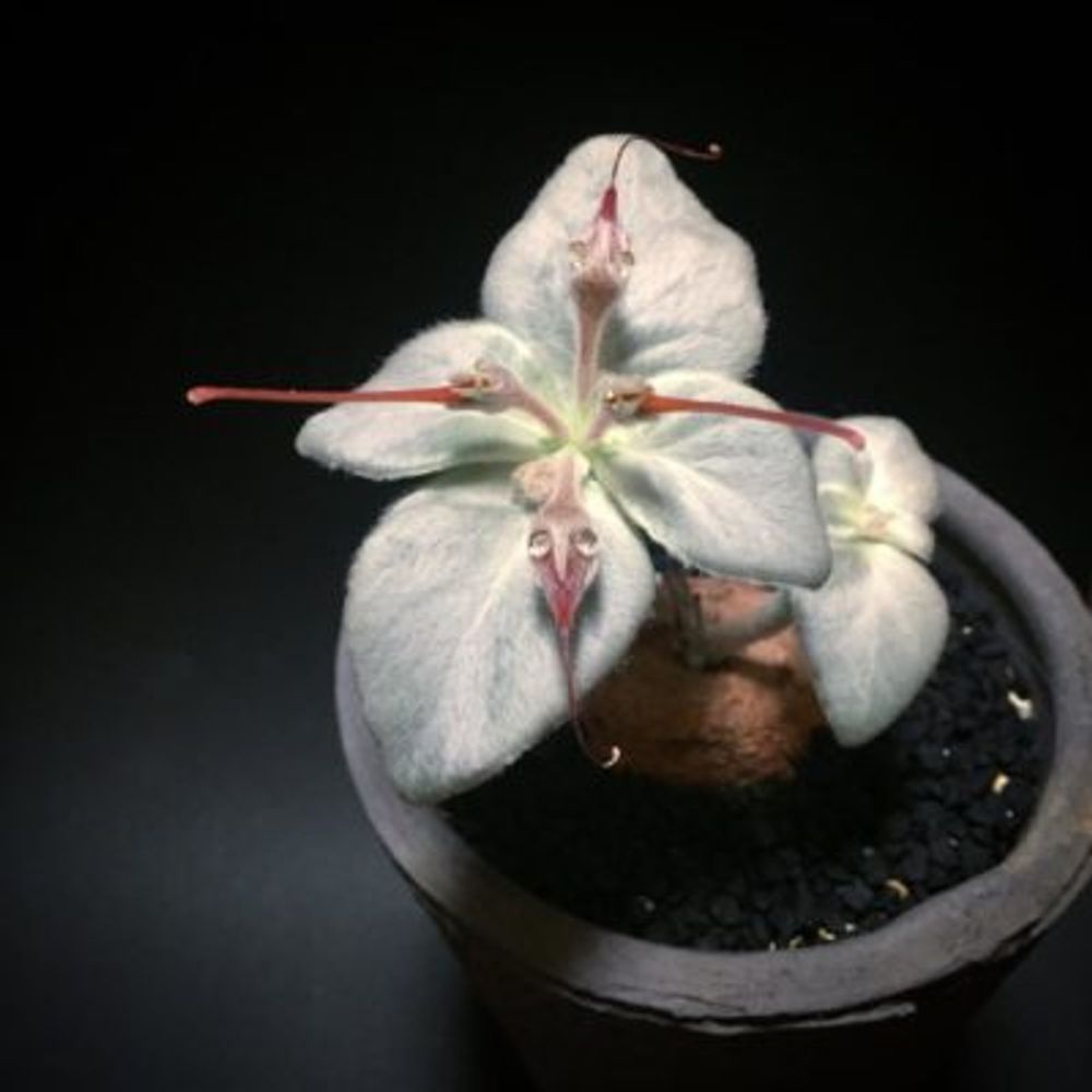 断崖の女王の画像 by 空さん｜塊根植物と赤花のアルストニー (2016月4月12日)｜みどりでつながる?GreenSnap