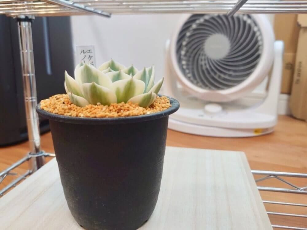 <a href="https://greensnap.jp/post/8617435" target="_blank">Photo by tanikuchan_loveさん@GreenSnap</a>