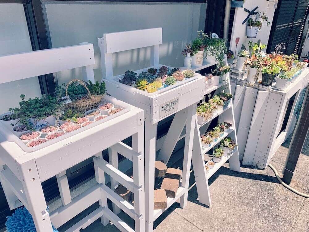 多肉植物　多肉棚