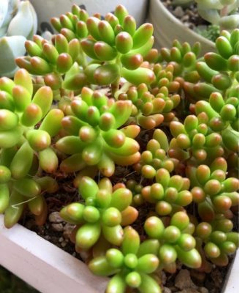 虹の玉の画像 by ほさみさん｜多肉植物と初心者ですとベランダガーデニングとベランダガーデン (2016月8月5日)｜みどりでつながる?GreenSnap