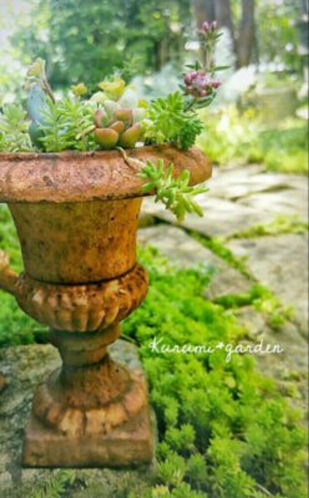 セダムの画像 by くるみ*さん｜クーペリーと多肉植物とガーデン雑貨とサビサビと今日の一枚とサビサビ雑貨とナチュラルスタイルとグランドカバーと手作りの庭 (2016月7月30日)｜みどりでつながる?GreenSnap