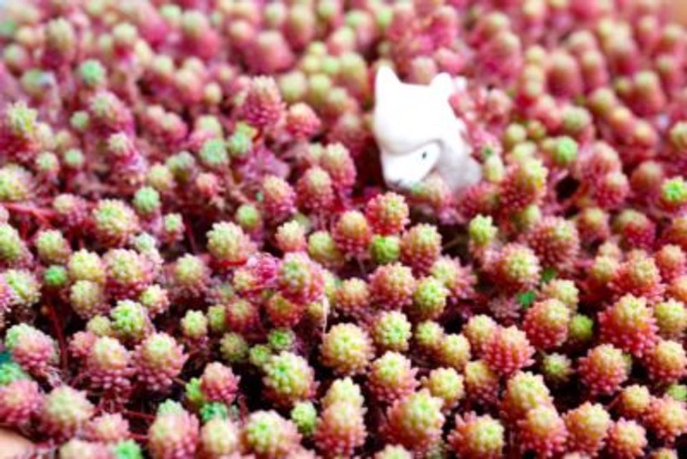 パリダムの画像 by mayuno（I.V.Ｇarden）さん｜セダム丼と多肉植物と今日の一枚と多肉ちゃん (2016月4月20日)｜みどりでつながる?GreenSnap