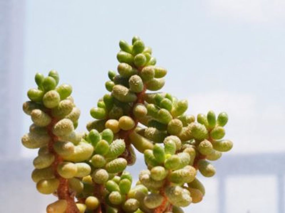 緑亀の卵の画像 by Tenさん｜多肉植物と成長記録とTen'sセダムとセダム属 (2016月8月10日)｜みどりでつながる?GreenSnap