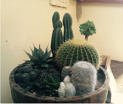 サボテン 寄せ植え