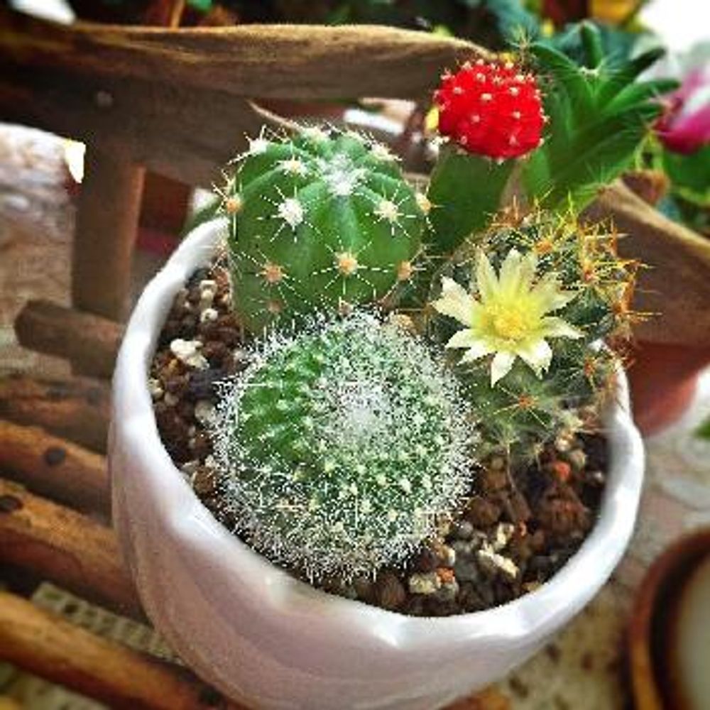 サボテン 寄せ植え