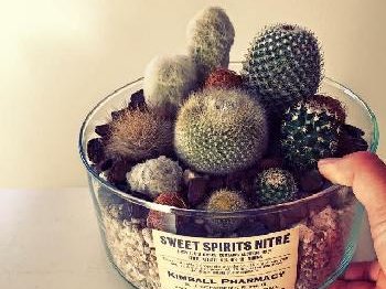 サボテンの寄せ植えの注意点とは？上手な作り方とデメリットを解説