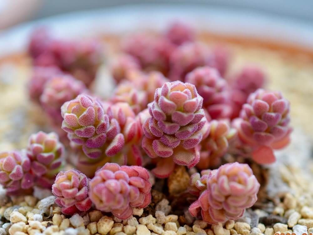 紅葉　多肉植物　多肉