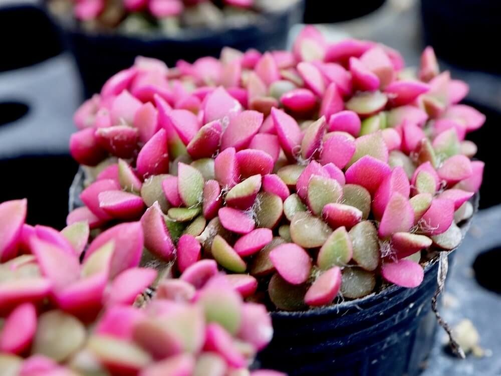 紅葉　多肉植物　多肉