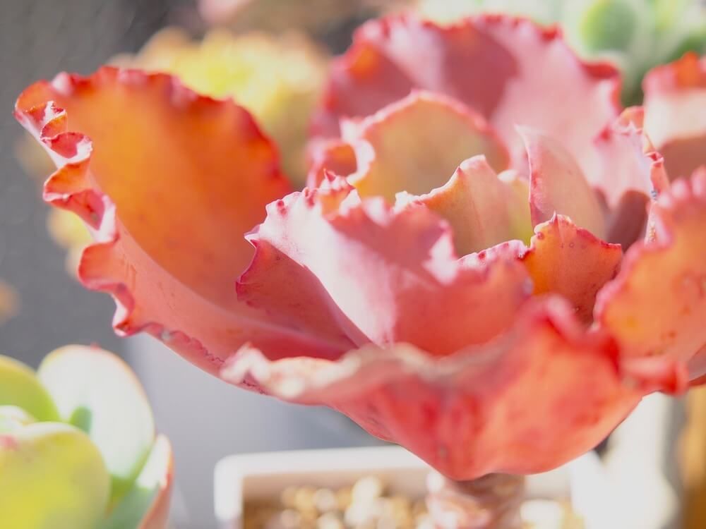 紅葉　多肉植物　多肉