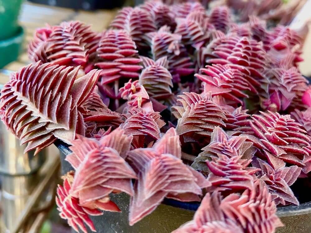 紅葉　多肉植物　多肉