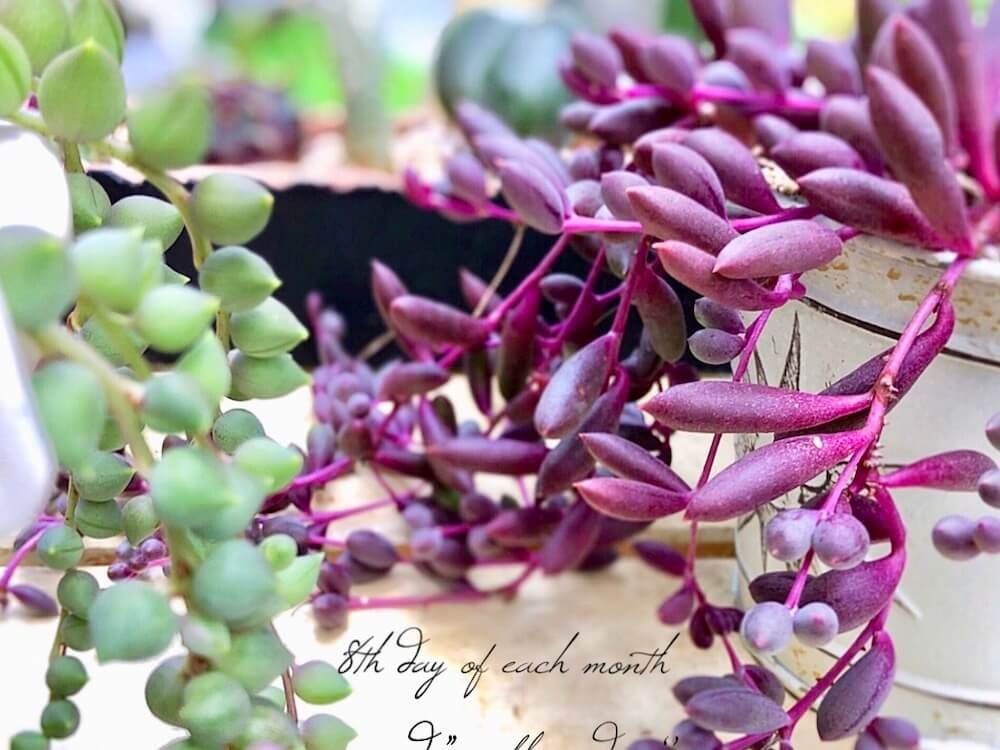 紅葉　多肉植物　多肉