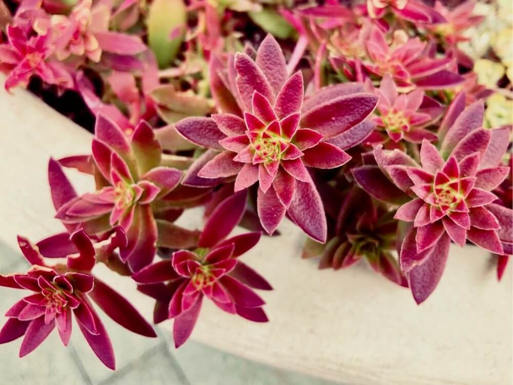 紅葉　多肉植物　多肉