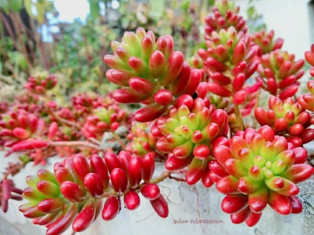 紅葉　多肉植物　多肉