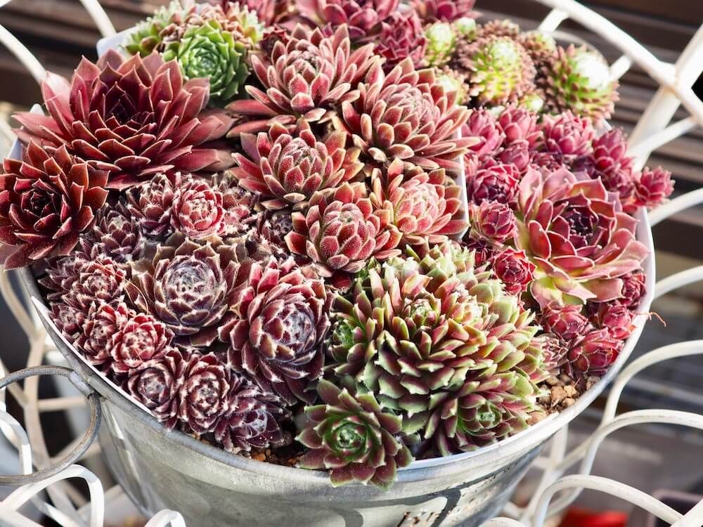 紅葉　多肉植物　多肉