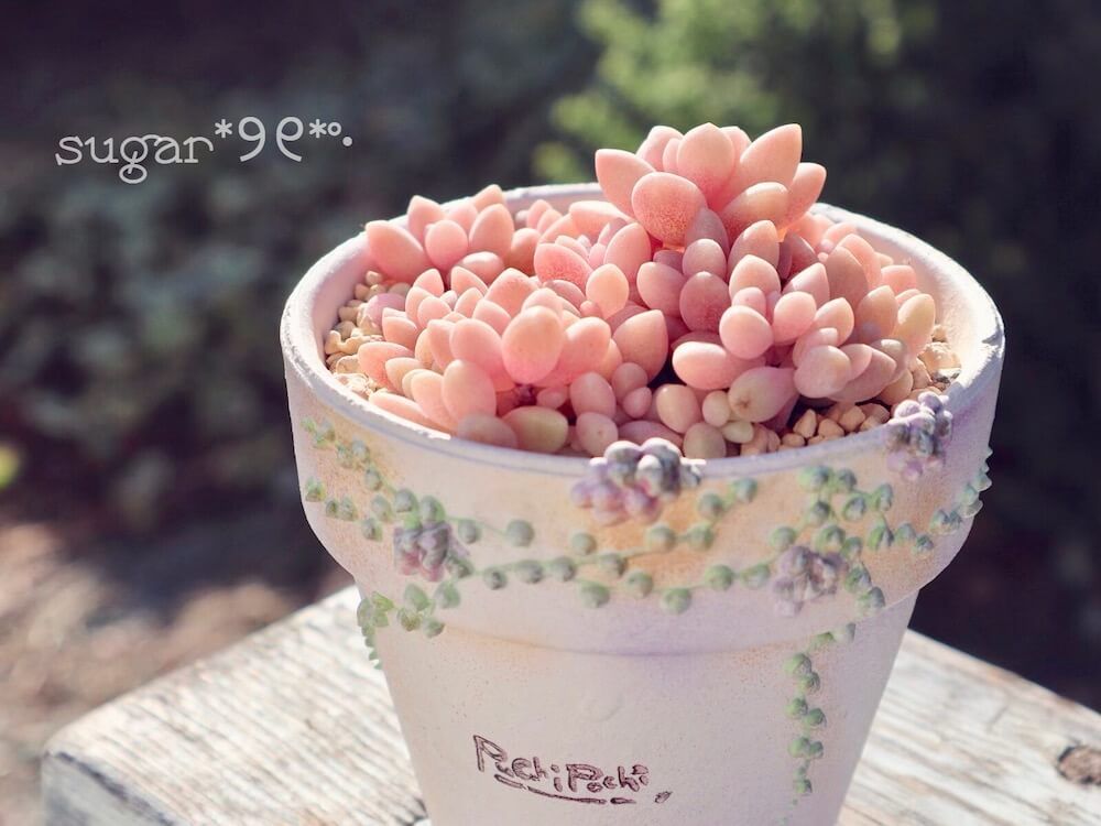 紅葉　多肉植物　多肉