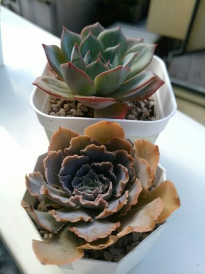 1476752729392_sample-