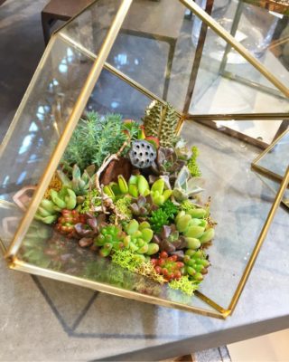 新しいインテリア テラリウムで植物を育てよう Greensnap グリーンスナップ