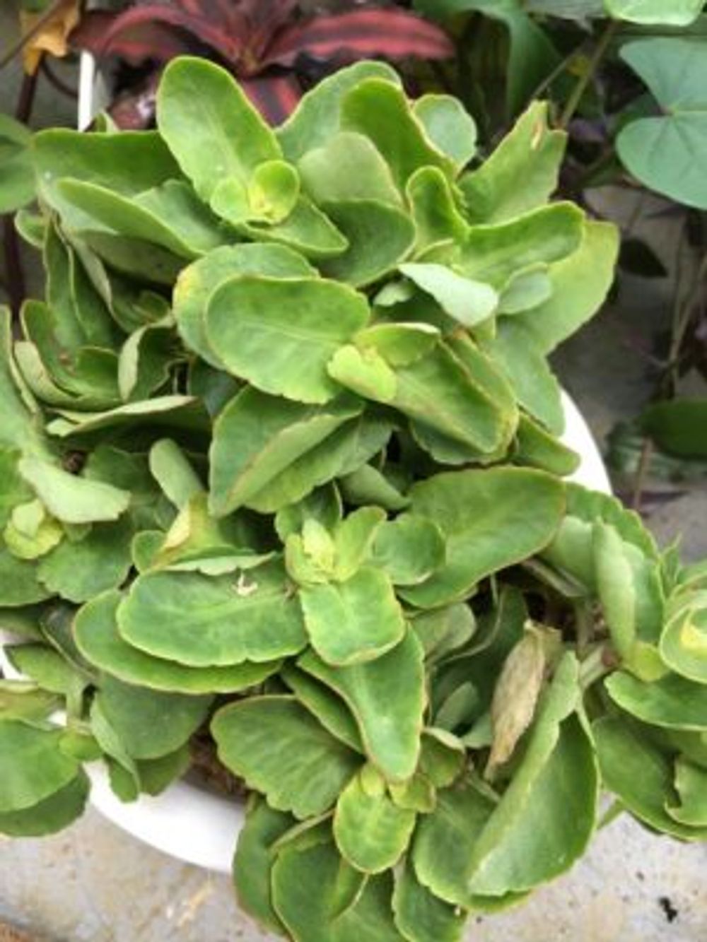 Photo by 桜秀華さん@GreenSnap