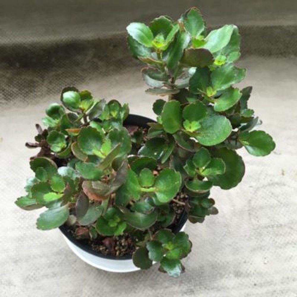 Photo by Sebeepさん@GreenSnap