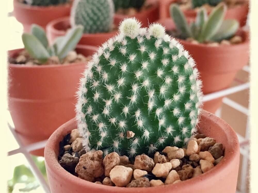 サボテン　増やし方　挿し木