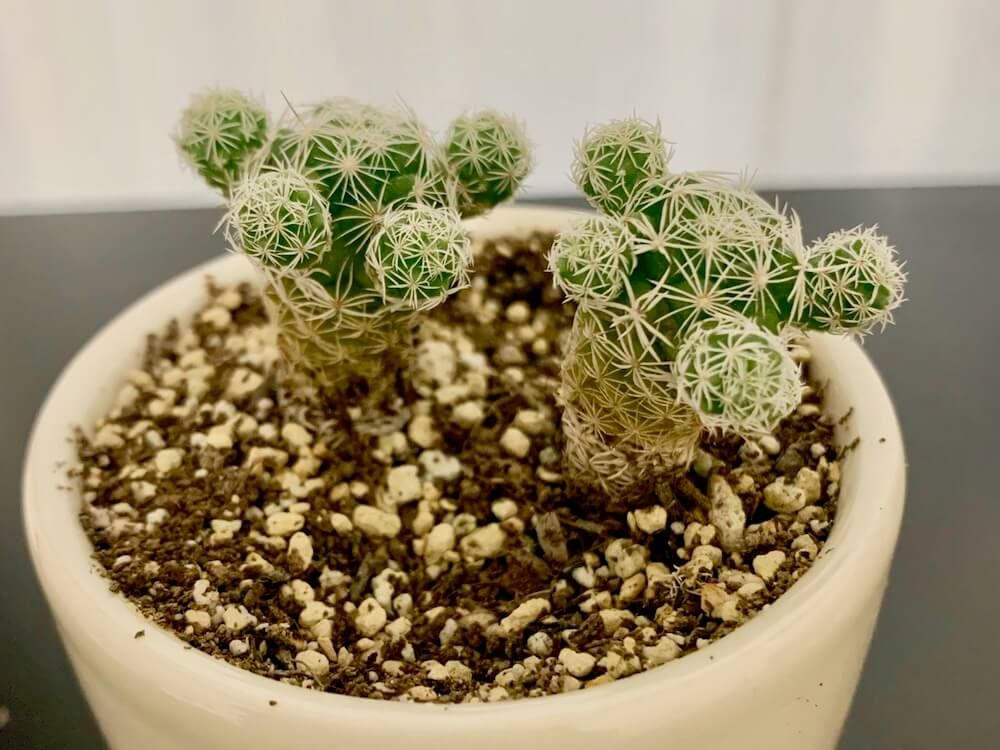 サボテン　増やし方　挿し木