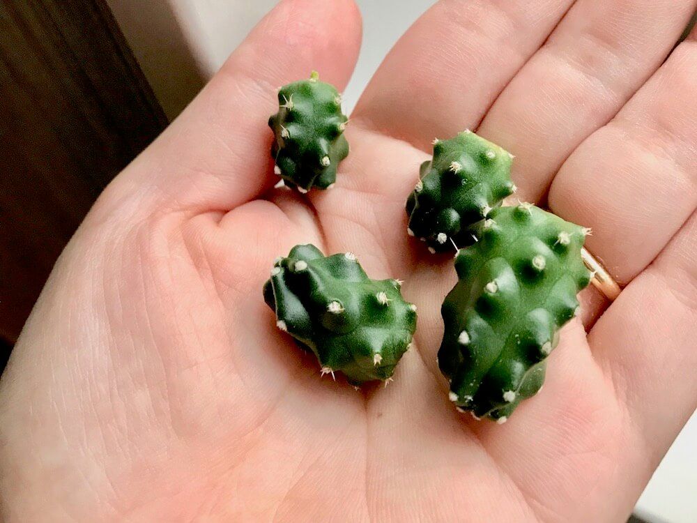 サボテン　増やし方　挿し木