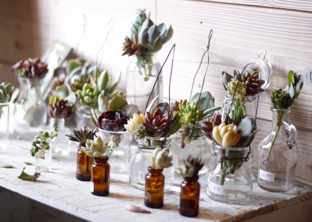 多肉植物　水耕栽培　水栽培