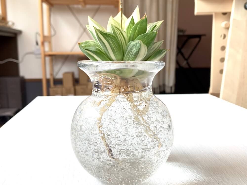 多肉植物　水耕栽培　水栽培