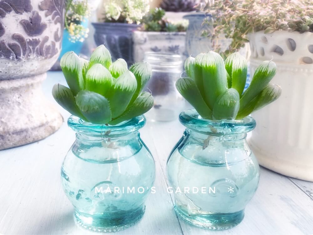 多肉植物　水耕栽培　水栽培