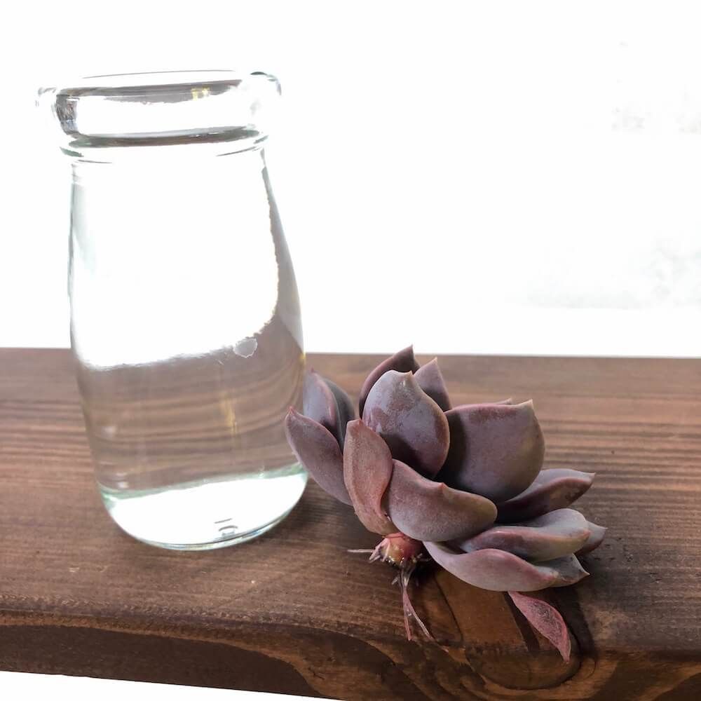 多肉植物　水耕栽培　水栽培