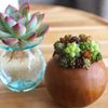 多肉植物の水耕栽培｜失敗しない始め方と管理方法は？根腐れさせないコツは？の画像