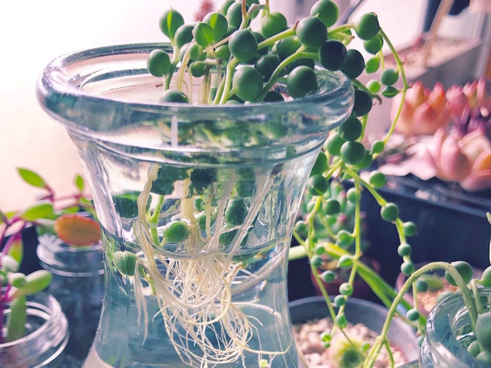 多肉植物　水耕栽培　水栽培