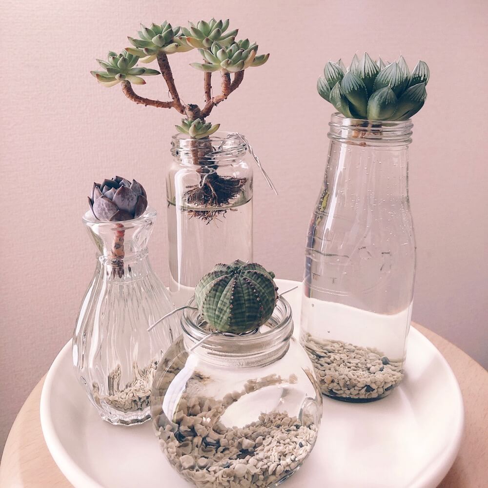 多肉植物　水耕栽培　水栽培