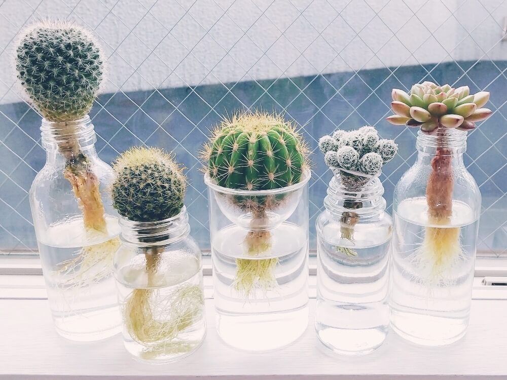 多肉植物　水耕栽培　水栽培