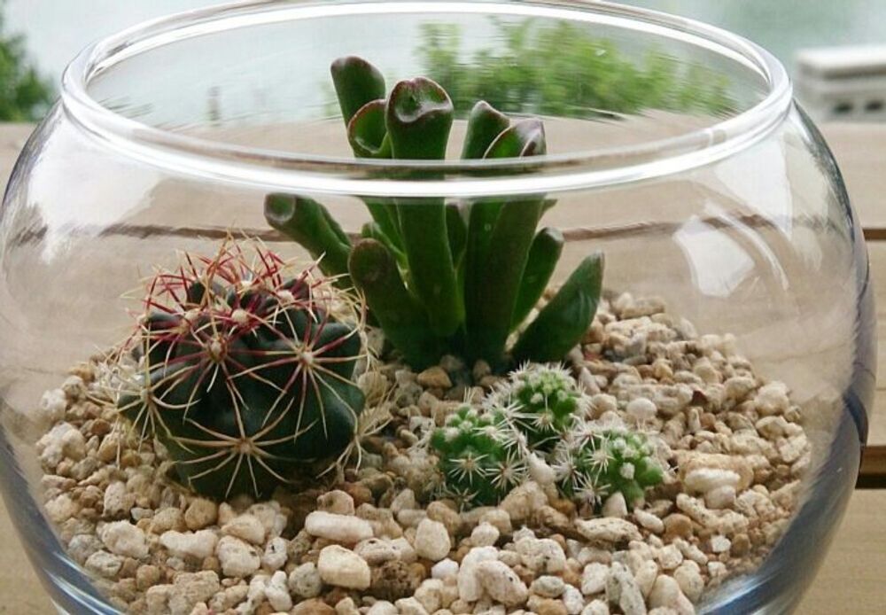 サボテン 寄せ植え テラリウム