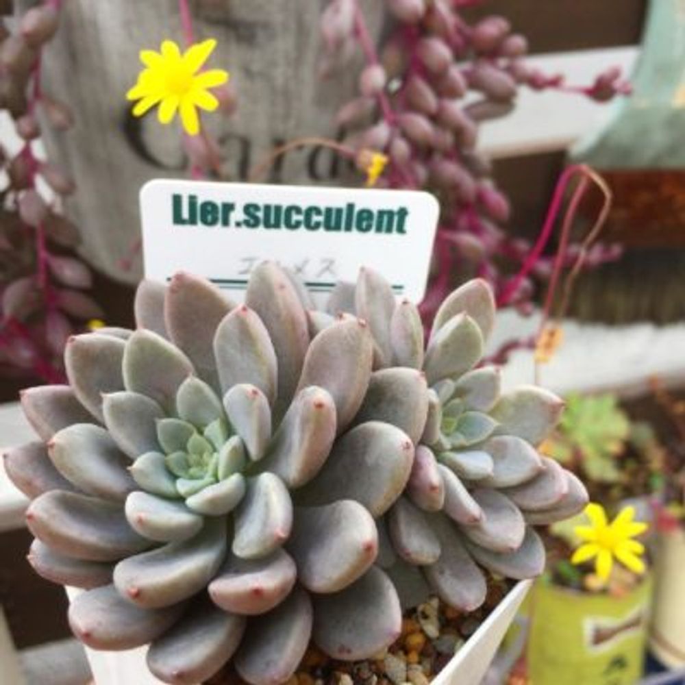 Photo by 000mai000さん@GreenSnap